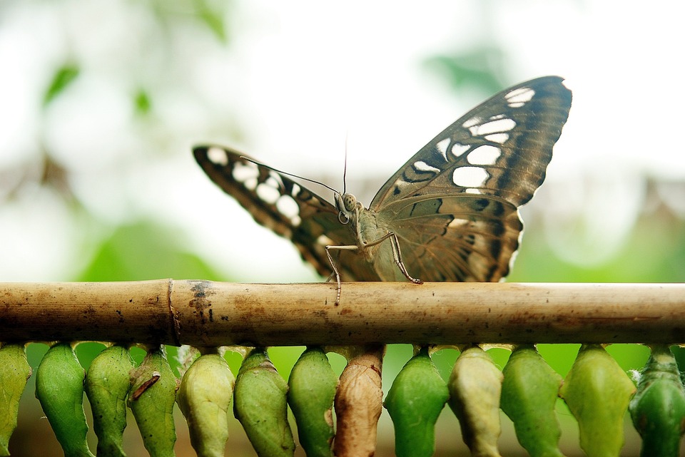 Binance schließt Krypto-Debitkarten-Dienste in Lateinamerika und dem Nahen Osten ab dem 25. August