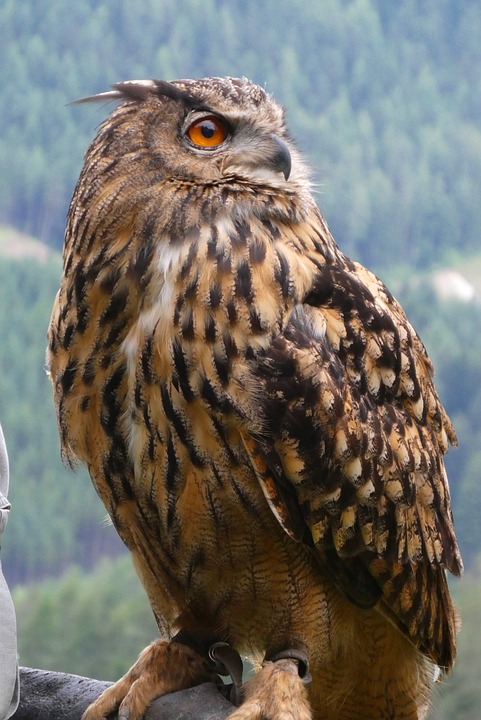 Der Chimpzee-Vorverkauf erreicht einen neuen Meilenstein und steigt in die elfte Phase auf.