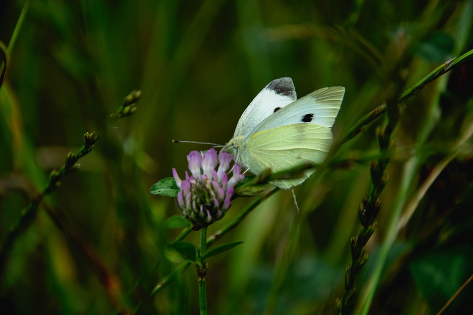 SEC erhebt Anklage gegen Titan Crypto Investment Firm wegen irreführender Werbeaussagen über 2.700% jährliche Rendite