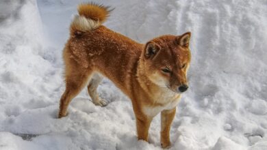 Shiba Inu Price Prediction as $150 Million Sends SHIB Down 3% – What