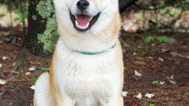 Shiba Inu Price Prediction as SHIB Outperforms the Market – Time to Buy?