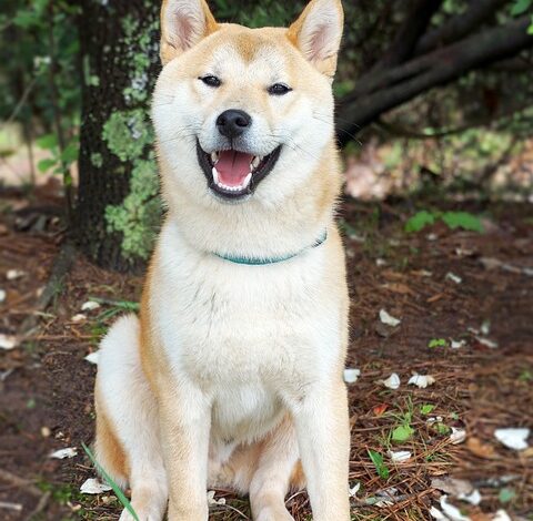 Shiba Inu Price Prediction as SHIB Outperforms the Market – Time to Buy?