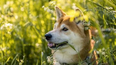 Mysterious Shiba Inu Whale Abruptly Moves 4,657,881,590,632 SHIB Amid Launch of Shibarium Layer-2 Solution