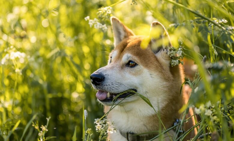 Mysterious Shiba Inu Whale Abruptly Moves 4,657,881,590,632 SHIB Amid Launch of Shibarium Layer-2 Solution