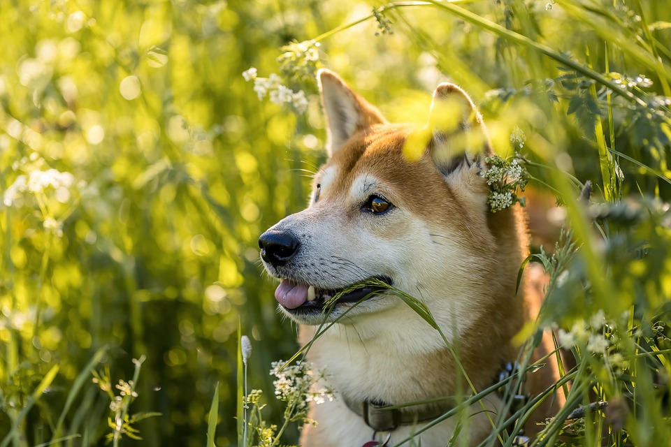 Shiba Inu-Wal aktiviert trilliardenfache Bewegung von SHIB-Token während der Einführung von Shibarium.