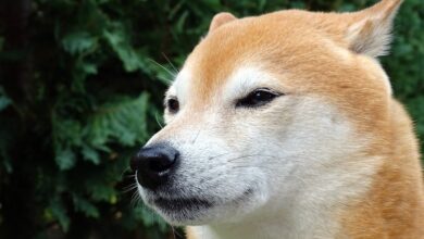 Shiba Memu Ignites the Crypto World: $2M Presale Surge as Meme Coin Races Towards Listing