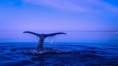 XRP Whales Supporting Price Recovery As Accumulation Spree Accelerates: Santiment