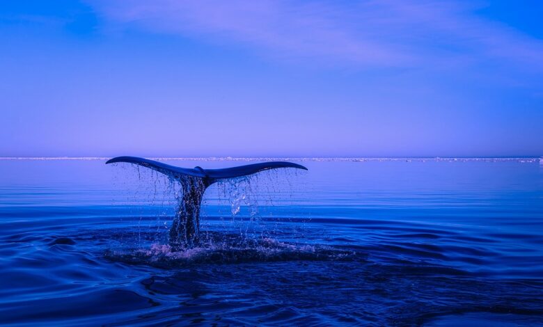 XRP Whales Supporting Price Recovery As Accumulation Spree Accelerates: Santiment