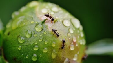 Ant to Pull Out of $100 Million Fund in Retreat From Crypto