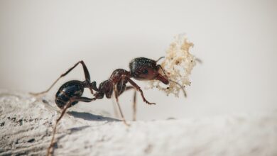 Ant Group Reportedly Plans Withdrawal from $100 Million Crypto Venture A&T Capital