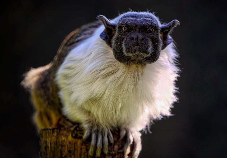 Brazilian ‚Krypto-Pyramide‘ spendete über 122.000 USD für Bolsonaros Wahlkampf: Anleger behauptet