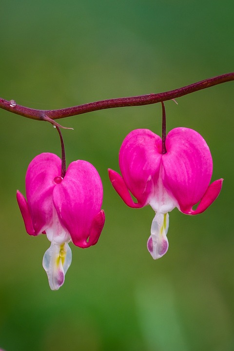 EmotiCoin (EMOTI) stellt mit einzigartiger Reverse Split-Technologie neue Rekorde auf – Kann der Preisanstieg anhalten? Großes Potenzial für Wall Street Memes (WSM) bei bevorstehendem CEX-Start.