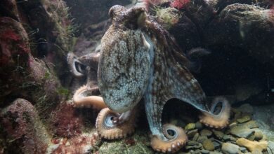 Kraken Mulls Offering Traditional Stocks and ETFs