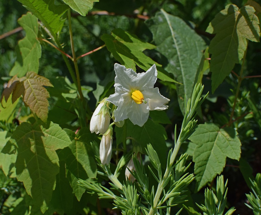 Krypto-Investor sieht Solana (SOL) als vielversprechenden Ethereum (ETH) Konkurrenten mit Potential für 2 Millionen Dollar Gewinn