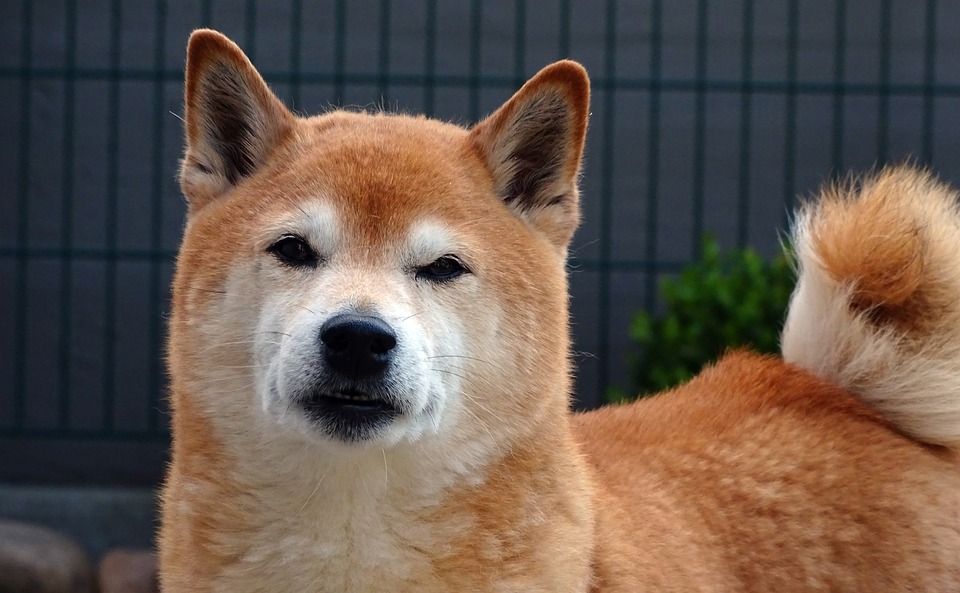 Shiba Inu (SHIB) stellt trotz beeindruckender Leistung von Shibarium einen Rückgang fest, während Borroe.Finance ($ROE) führende Gewinne erzielt und als beste Kryptowährung für 2023 gilt. Werden SHIB und DOGE zu ROE aufholen können?