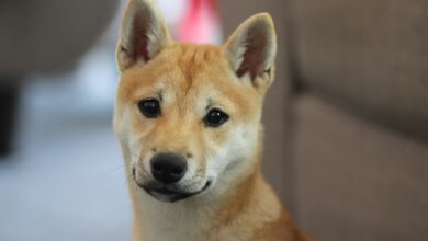 Will Shiba Inu Rise again in 2023? As VC Spectra (SPCT) Soars, Avalanche (AVAX) Awaits its Fate