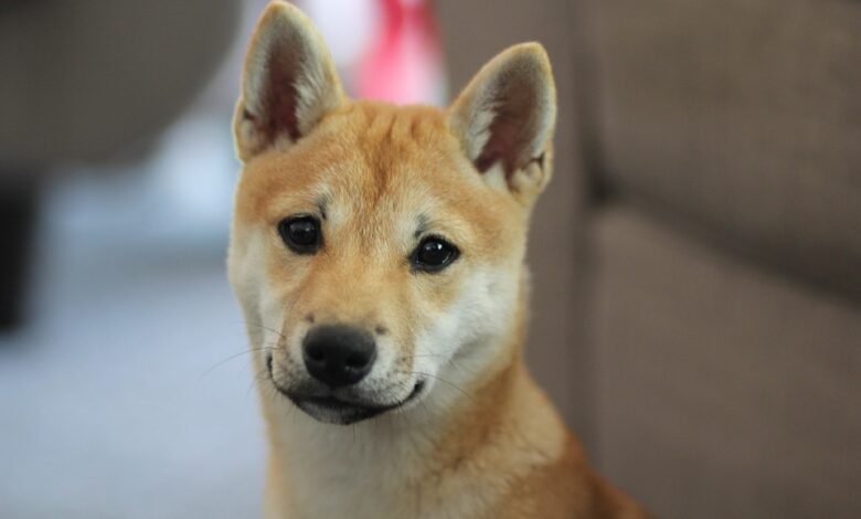 Will Shiba Inu Rise again in 2023? As VC Spectra (SPCT) Soars, Avalanche (AVAX) Awaits its Fate