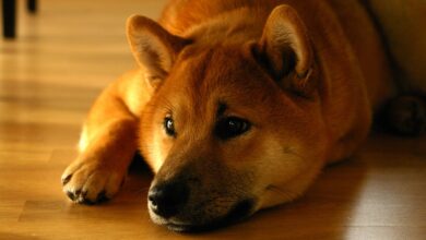 Shiba Inu Layer-2 Blockchain Shibarium Continues Explosive Growth, Leading To Spike in BONE Staking