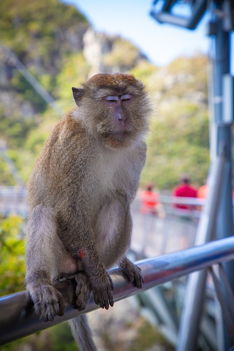 SkyBridge Capital und Atlas Merchant Capital konkurrieren um SVB Capital, die Venture Capital- und Kreditinvestment-Tochter von SVB Financial Group.