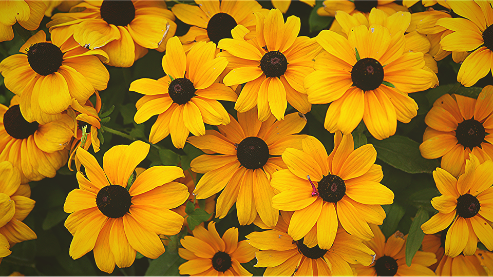 Solana: Potenzial für exponentielle Gewinne, aber auch kurzfristige Herausforderungen