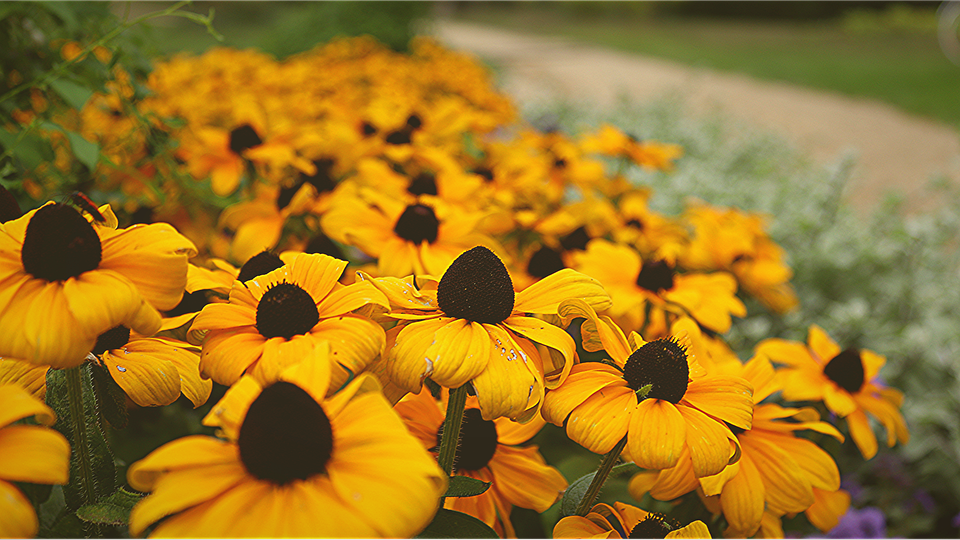 Solana führt den Gewinnern in den Top 10 Kryptowährungen an, nachdem das Protokoll eine neue Partnerschaft mit dem Zahlungsgiganten Visa angekündigt hat.