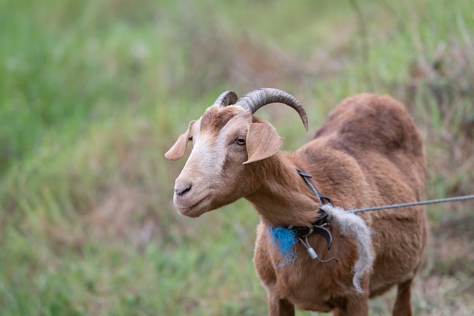 Tether and Bitfinex CTO Paolo Ardoino to Testify in Class Action Lawsuit Despite Attempt to Delay Deposition.