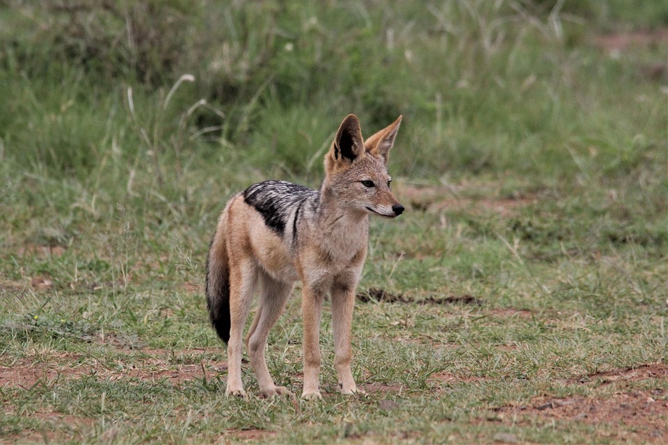 Bitfinex CTO unterstützt RGB-Protokoll als beste Möglichkeit zur Ausgabe von stabilen Kryptowährungen auf dem Bitcoin-Netzwerk