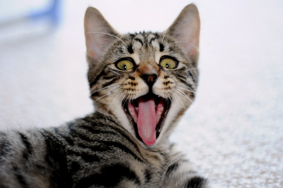 FTX-Gründer Sam Bankman-Fried steht wegen Betrug und Verschwörung vor Gericht: Verdacht auf Veruntreuung von Kundengeldern und illegale politische Spenden.