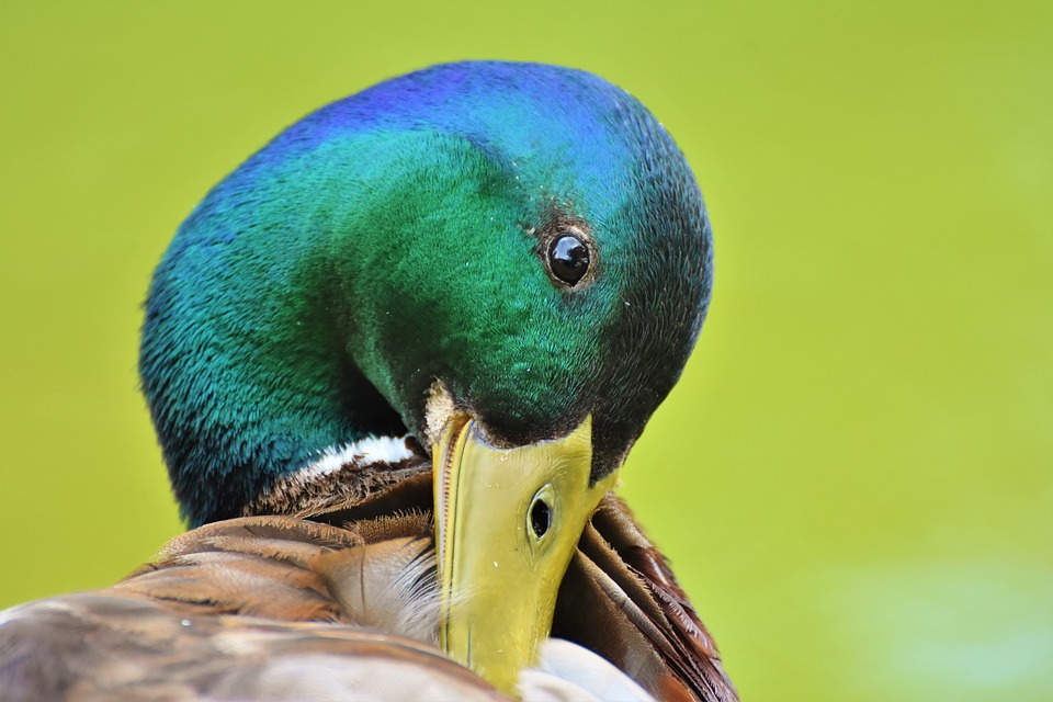 Platypus Finance erleidet erneut Sicherheitsverletzung und verliert über 2 Millionen Dollar.