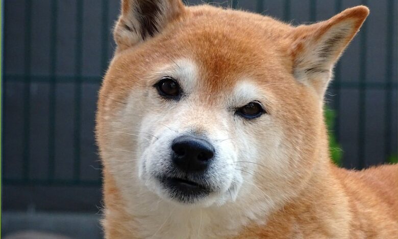 Shiba Inu Price Prediction as Whale Moves 4 Trillion SHIB to Unknown Wallet – What