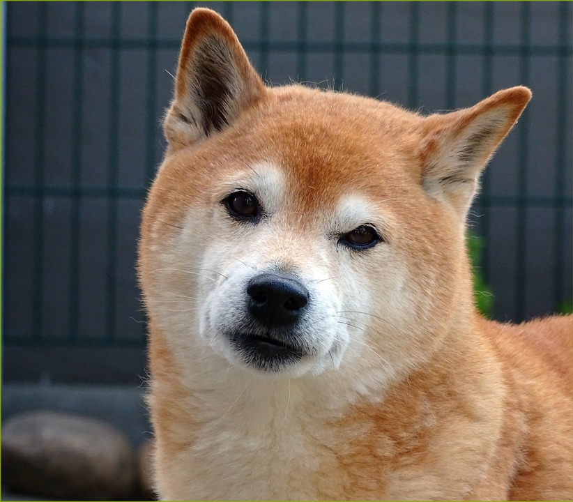 Shiba Inu Preisprognose, während Wal 4 Billionen SHIB an unbekannte Wallets überweist – was ist los?
