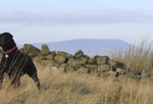 21shares Launches a Pendle ETP on SIX Swiss Exchange Indicating Growing Institutional Recognition for Pendle