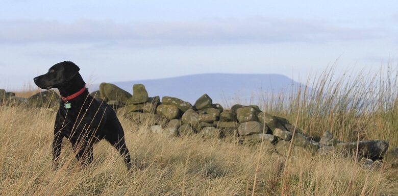 21shares Launches a Pendle ETP on SIX Swiss Exchange Indicating Growing Institutional Recognition for Pendle