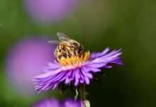 Aster’s Rocket Launch Surpasses $1B in Trading Volume, as Nubila Joins with Over 6 Million $NB in Rewards