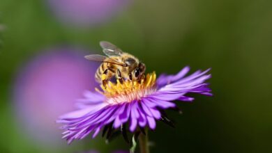 Aster’s Rocket Launch Surpasses $1B in Trading Volume, as Nubila Joins with Over 6 Million $NB in Rewards