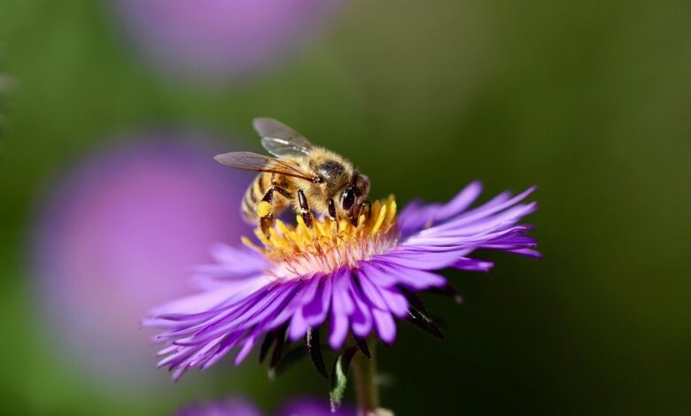 Aster’s Rocket Launch Surpasses $1B in Trading Volume, as Nubila Joins with Over 6 Million $NB in Rewards