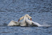 The Most Anticipated BNB Launch of 2025: BALZ Brings the Meme Migration Home