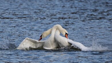 The Most Anticipated BNB Launch of 2025: BALZ Brings the Meme Migration Home