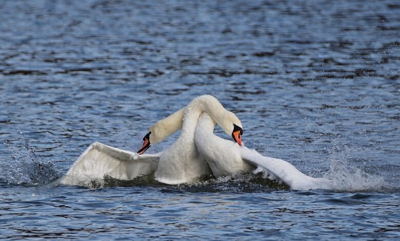 The Most Anticipated BNB Launch of 2025: BALZ Brings the Meme Migration Home