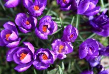 Whale.io Confirms First Airdrop for Crock Dentist NFT Holders