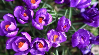 Whale.io Confirms First Airdrop for Crock Dentist NFT Holders