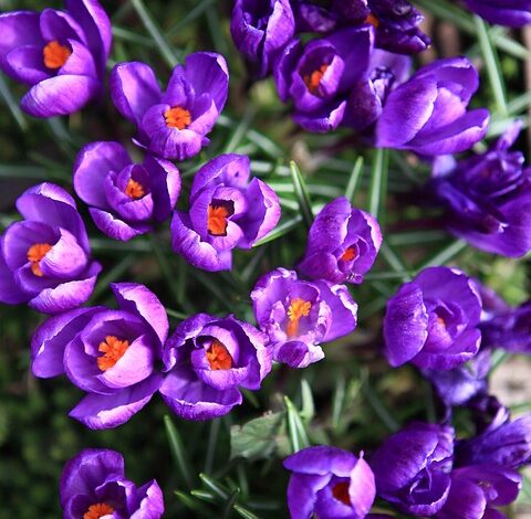 Whale.io Confirms First Airdrop for Crock Dentist NFT Holders