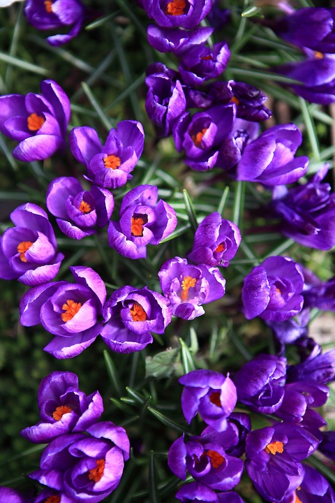 Erstes Airdrop für Crock Dentist NFT-Inhaber über 5.000 US-Dollar an WHALE-Token angekündigt – Minting weiterhin verfügbar!