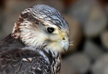 Falcon Finance and Backed Pioneer Onchain Yield from Tokenized Stocks