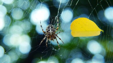 Crypto Analytics Firm Says Bitcoin Price Flashing ‘Early Signs of Bullish Reversal’ As Selling Pressure Wanes