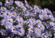 Aster Launches Stage Four Airdrop and $10 Million Trading Competition To Accelerate Ecosystem Growth