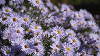 Aster Launches Stage Four Airdrop and $10 Million Trading Competition To Accelerate Ecosystem Growth