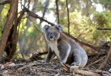 BasePerp to Enable Creation of Perpetual Futures Markets on Base