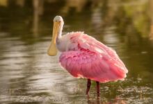 Billionaire Bill Ackman Trims Stake in Google and Uber While Betting on Memestock That’s Up 30% Year-to-Date