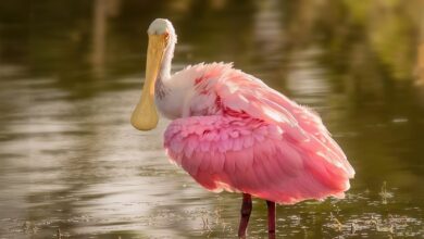 Billionaire Bill Ackman Trims Stake in Google and Uber While Betting on Memestock That’s Up 30% Year-to-Date